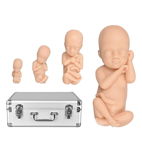 MedEduQuest Fetus Teaching Model Set, Anatomical Human Development Stages at 12, 16, 22, 30 Weeks, Prenatal Models, Pregnancy Education Tool for Students, Midwives -Male