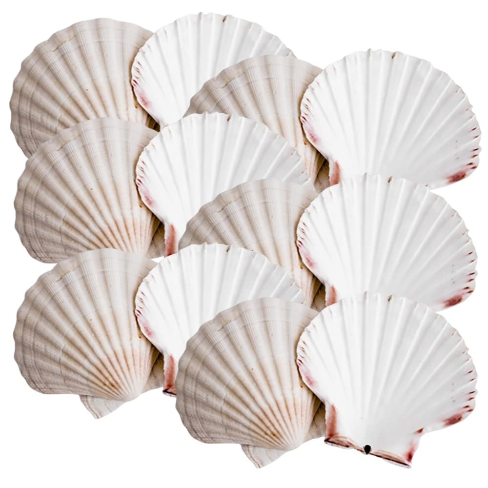 Avalon SCALLOP SHELLS - Cleaned and Washed - British White Scallop Shells - Quality Clam Shells for Appetizer Serving Dishes, Parties, Buffets, Crafts, Decorations etc (12, 10-12cm)
