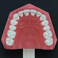 Vista 6 de Dentales Typodont Dientes Modelo 1:1 Cepillado Uso de hilo dental Demostración estándar normal para adultos Demostración estándar para enseñar a