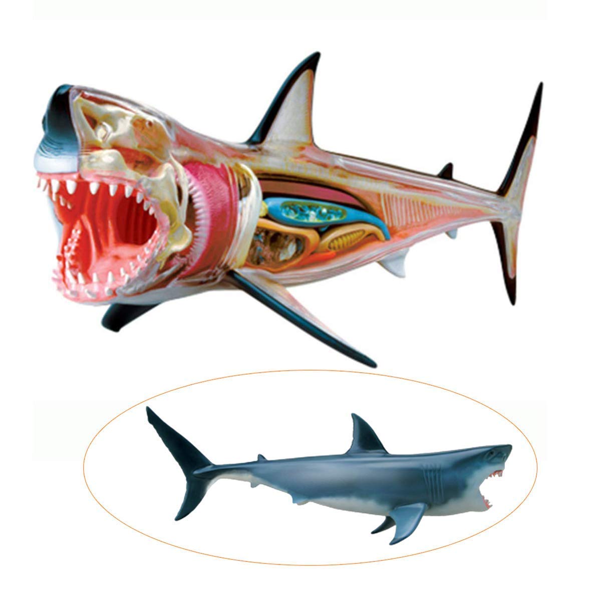 サメのからだ 立体モデル大図鑑 コブラ タランチュラ 3冊セット サメのからだ 立体モデル大図鑑 コブラ タランチュラ 3冊セット