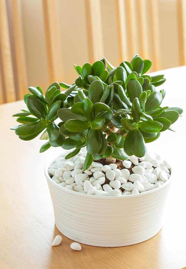 Mphmi Live Plant Nursery NCR Crassula ovata, Jade plant (Small leaf)- Succulent Plant (Plant Pack of 1 Crassula ovata Plant) (B0BWVWCMXV) Amazon Price History, Amazon Price Tracker