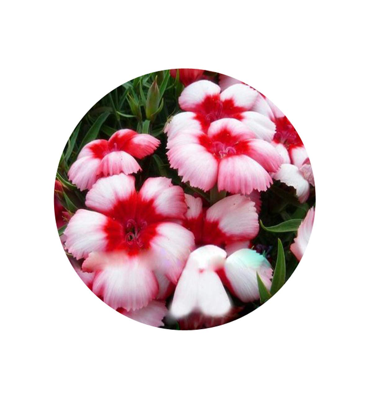 Golden Hills Farm® (AVG 100-1000) seeds Dianthus Superbus Flower Seeds