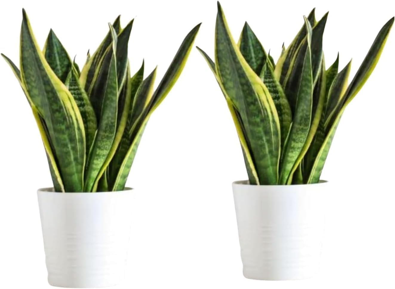 INDIAN Snake Plant Pack of 2 | Snake Plant indoor Live Plant | Snake Plant  With