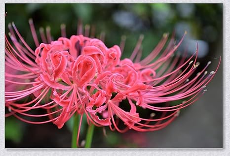 Amazon 彼岸花 球根 彼岸花植物 曼珠沙華 球根 リコリス B bulbs 球根