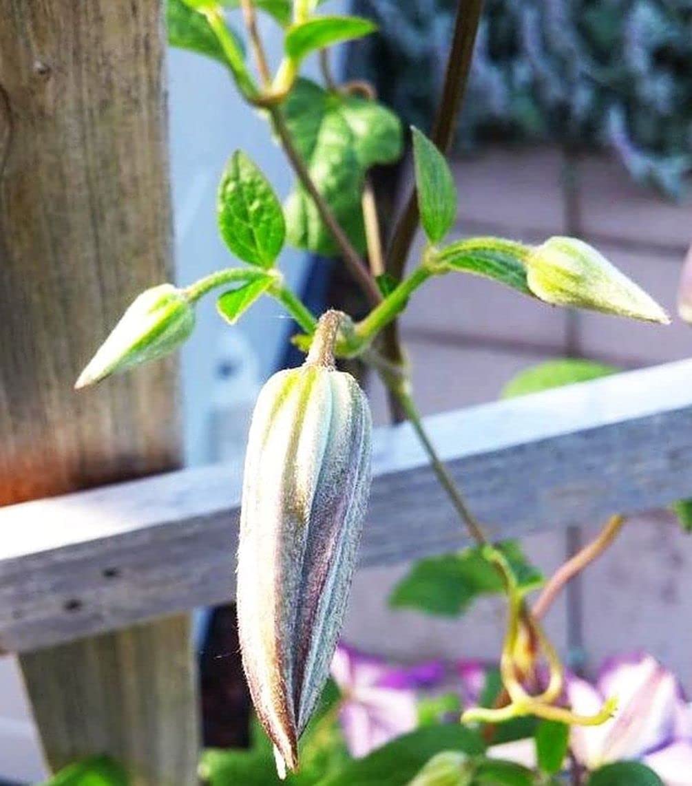 50 Pcs Clematis Flower Seeds - Climbing Perennial, Color Mix, For Garden & Pots