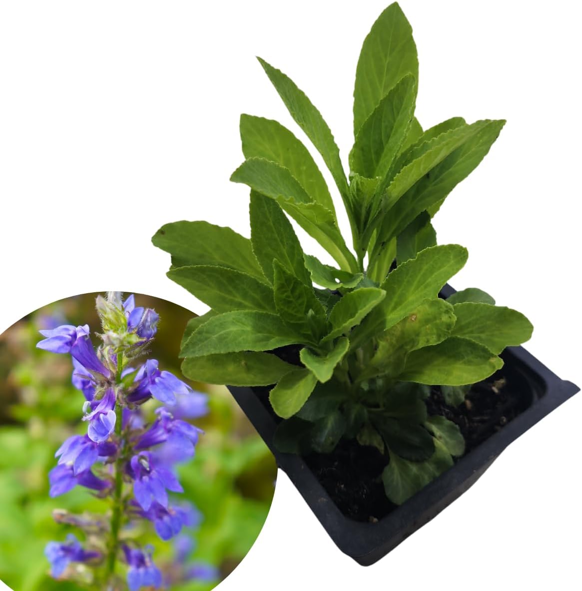 Blue Lobelia (Lobelia siphilitica) Organic Plant in 2.5-inch Pot - Blue Cardinal Flower by Smoke Camp Crafts