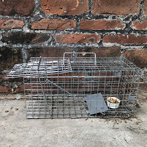 Gingbau Live Animal Trap For Squirrels #TOP5