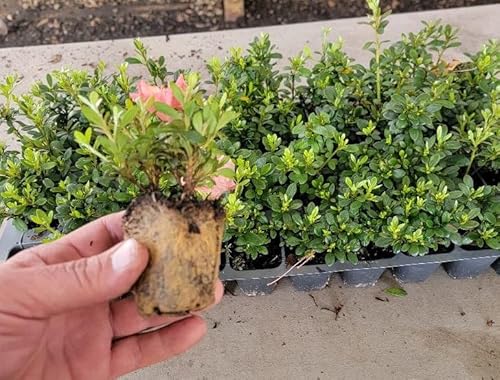 (1) - Gumpo Pink (Dwarf) Azalea - Starter Plant (M) (1 Live Plant) #TOP1