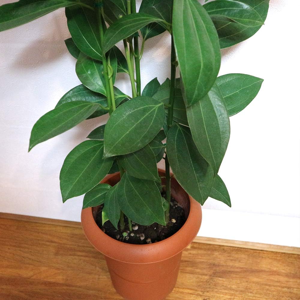 Amazon Co Jp シナモン セイロン ニッケイ 観葉植物 中型 7号プラスチック鉢 品種で選べる観葉植物 リビングやオフィス向きサイズ 1個 学名 Cinnamon Zeylanicum クスノキ科シナモン属 原生地 スリランカ 低温と日当たりに注意すれば意外に育てやすい観葉植物