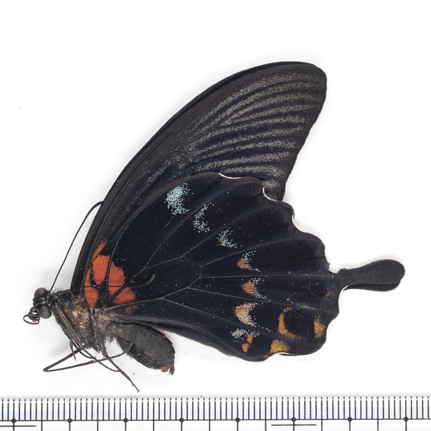 タイワンカラスアゲハ♂♀ 標本 ★北ベトナム産★美麗標本♀圧倒的入荷少ない タイワンカラスアゲハ♂♀ 標本 ☆北ベトナム産☆美麗標本♀圧倒的