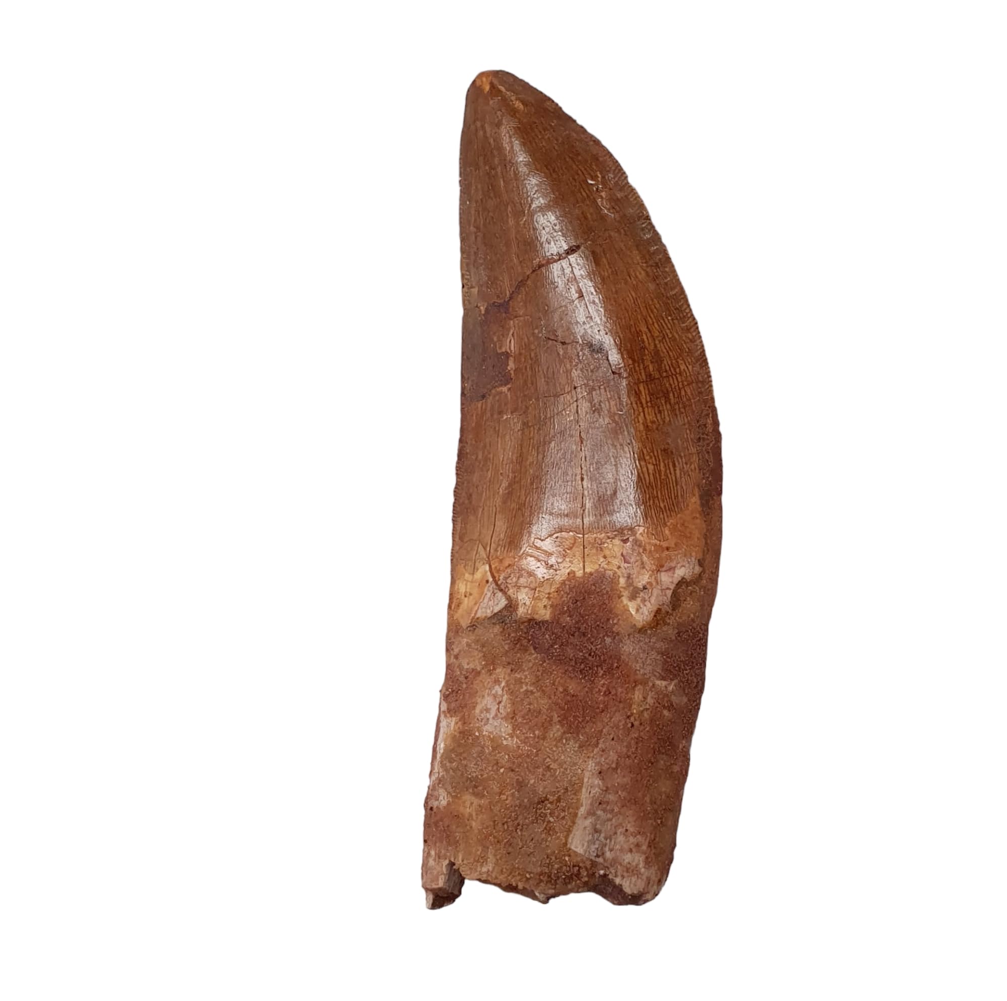 Carcharodontosaurus saharicus (Zahn) African Trex Dinosaurier Fossilien Fossilien DCOO11