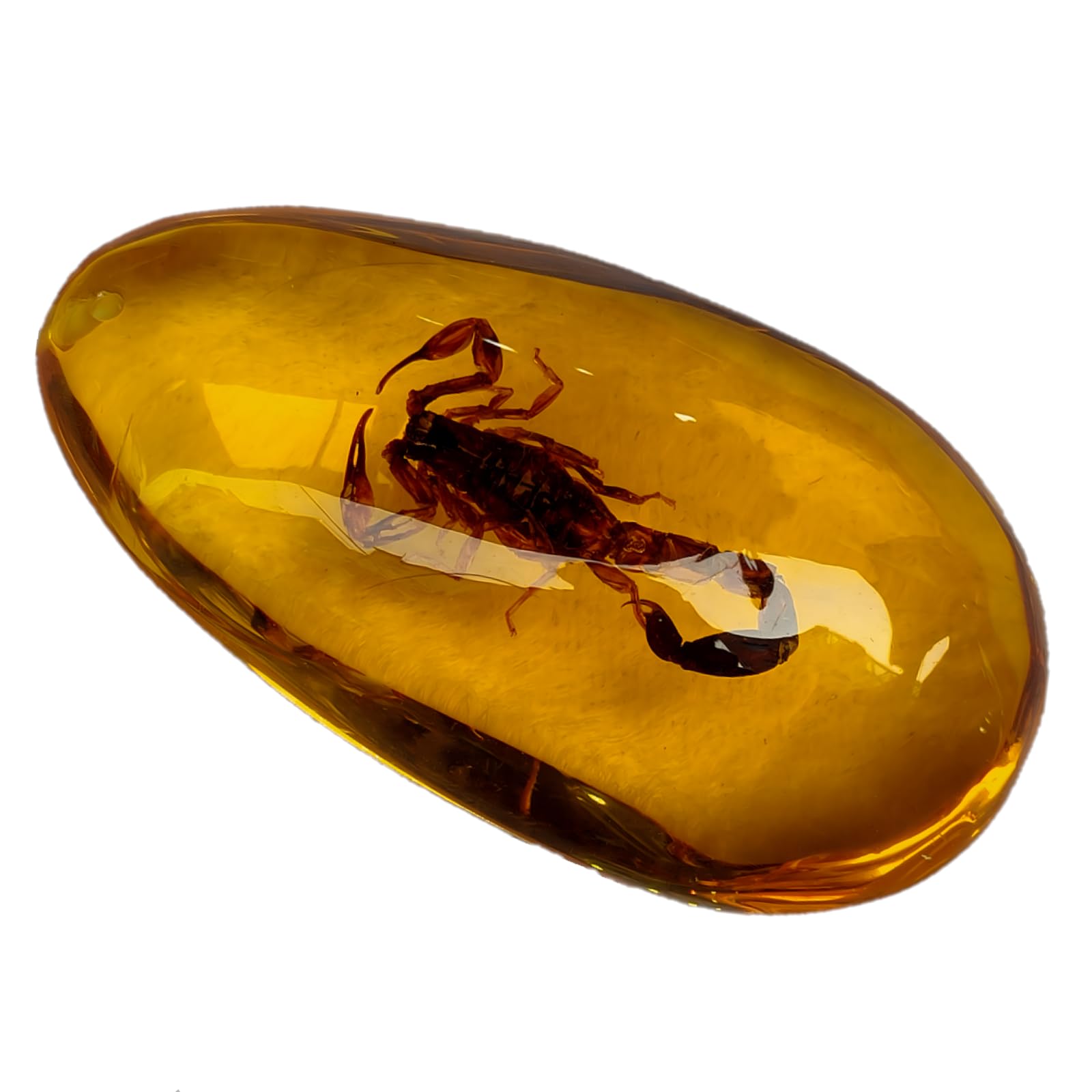 DRXRD Insect Amber Specimen, Resin Real Bugs Taxidermy Fossil, Artificial Amber Stone Ornament, for Science Education and Collection Scorpion