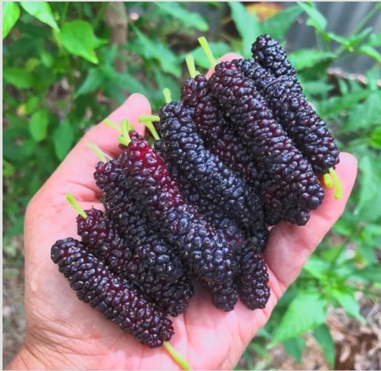 2 Pakistan Mulberry Fruit Trees - 6-8" Sweet Live Starter Plants Set