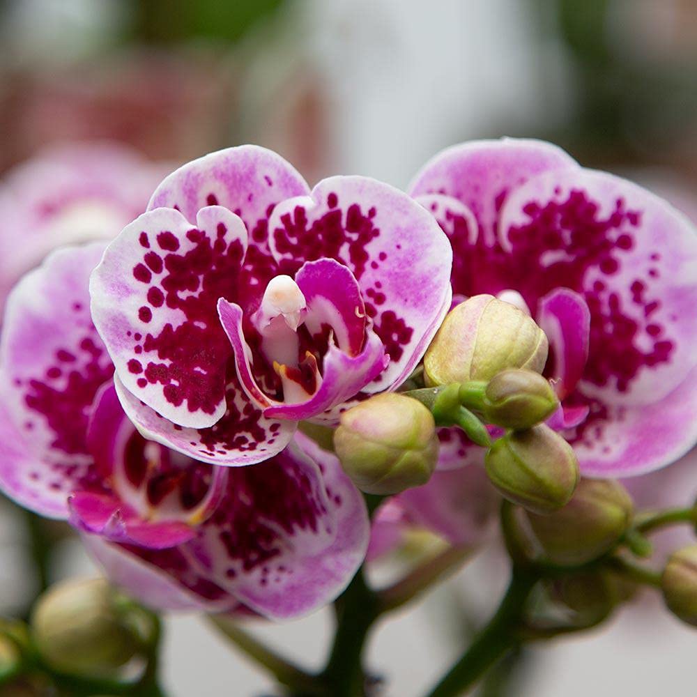 KOLIBRI Orchids | Rosa lila Phalaenopsis Orchidee - El Salvador Topfgröße Ø9cm blühende Zimmerpflanze frisch vom Züchter, 9.0