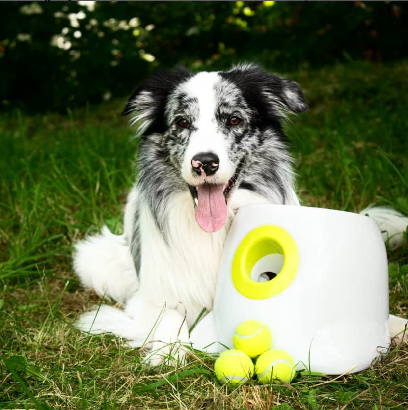 BOT Automatischer Ballwerfer für Hunde, inkl. 3Stk Hundebälle. Interaktives Hundespielzeug für Zuhause und Draußen (Ifetch Maxi 6.4cm)