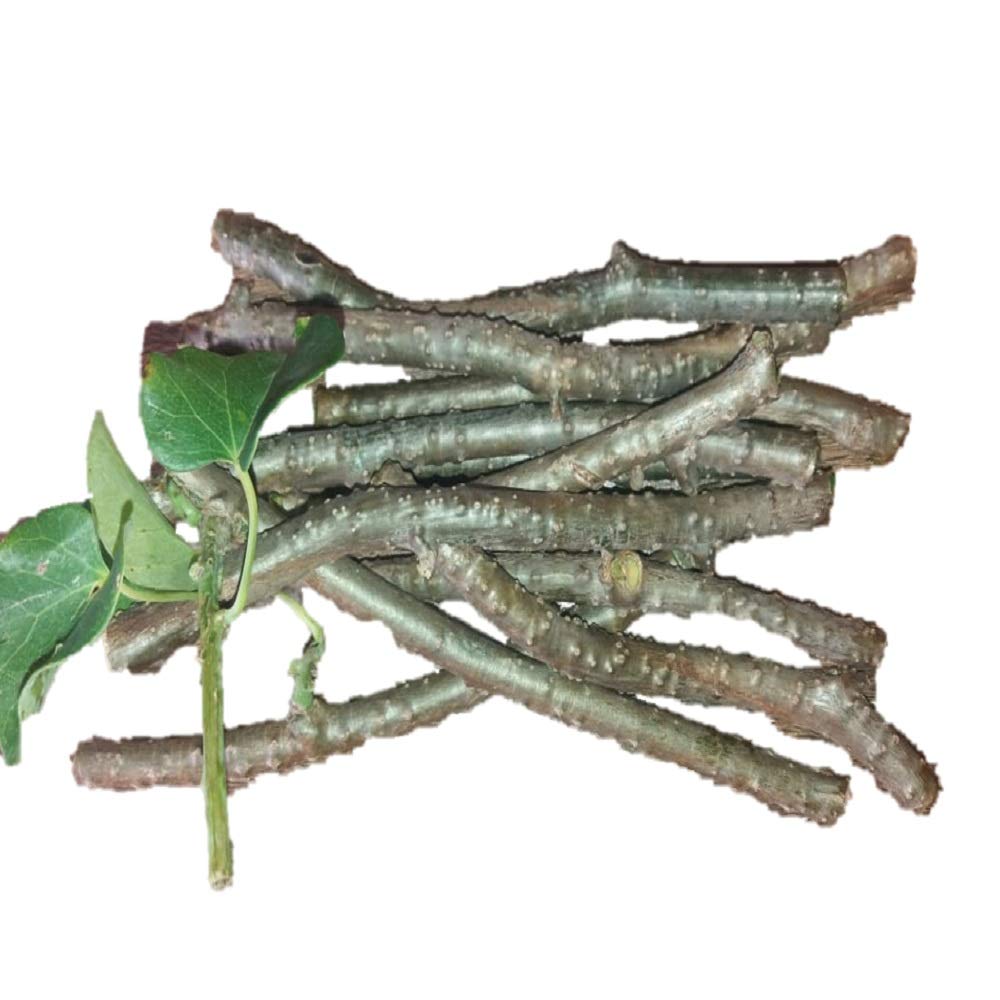 Advance Seeds Giloy, Gulvel, Giloy Outdoor Plant Fresh Stems, 10 Stems of 6 inch Each (B08F9C5T6F) Amazon Price History, Amazon Price Tracker