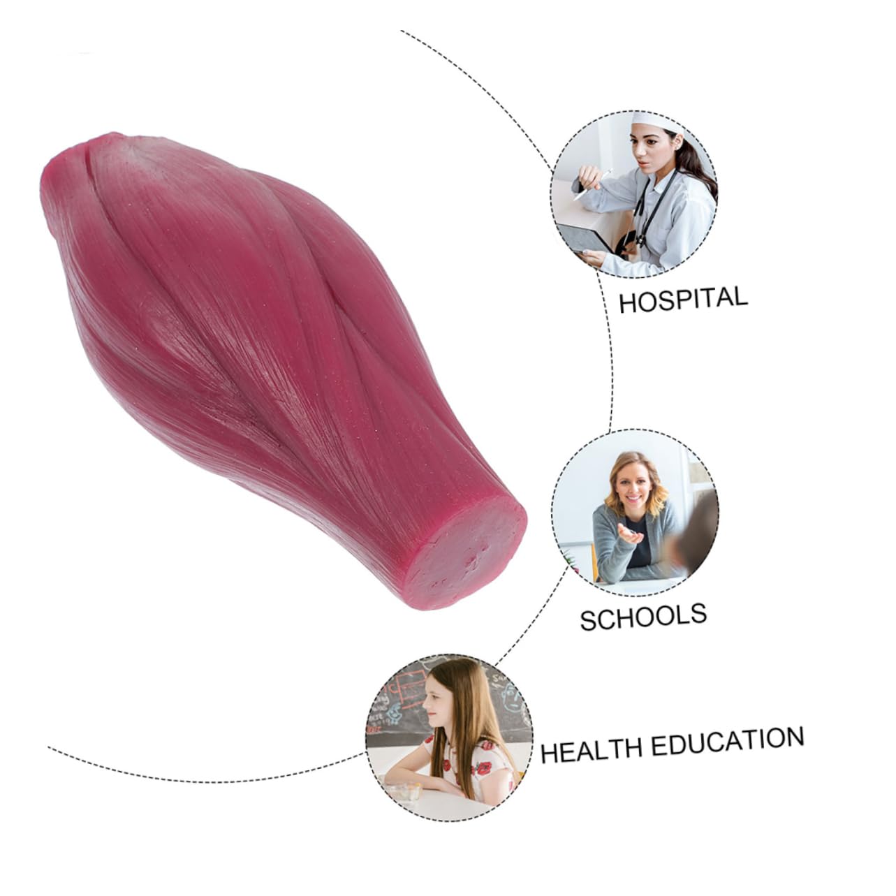 Mikikit Modèle Musculaire Pédagogique en Silicone D'une Livre pour Enseignement et Exposition, Design Unique, pour L'éducation Anatomique Démonstration