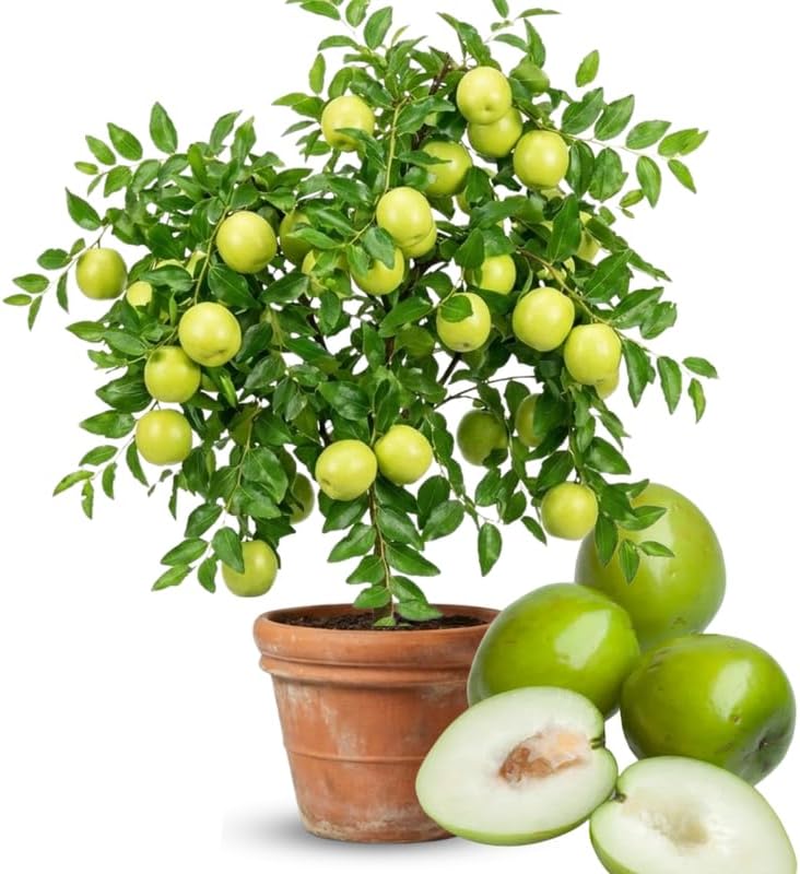 Live Thai Jujube Fruit Tree Live Plant in 3 Gallon, Date Tree 2 ft Tall for Patio or Garden Spring Planting