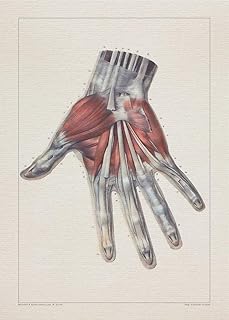 Anatomy HAND TENDON LIGAMENT print SRA3 12x18 conqueror laid paper