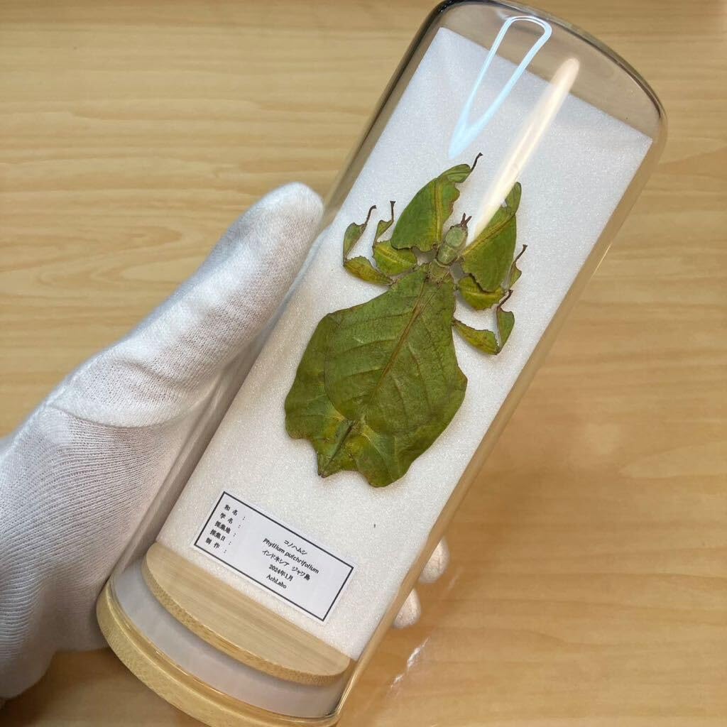 Amazon.co.jp: 昆虫標本コノハムシ ガラスケース入り : おもちゃ