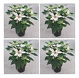 Pack 4 plantas con maceta de 14 cm de Diametro.