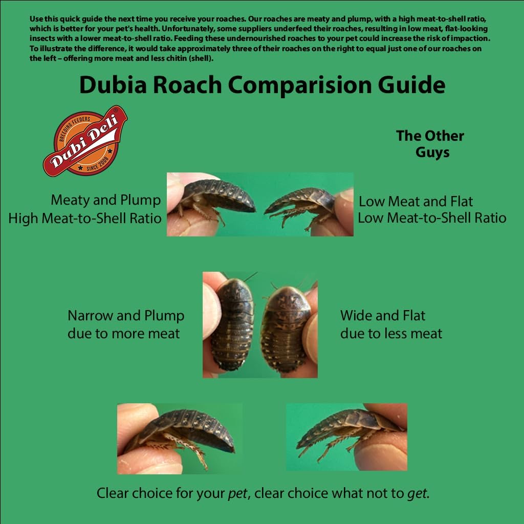 Dubia Roaches – Food for Reptiles, Tarantulas, Bearded Dragons, Geckos, and Insect-Eating Pets – High Protein, Easy to Digest, Healthier Alternative to Crickets (1.25", 500 Count)