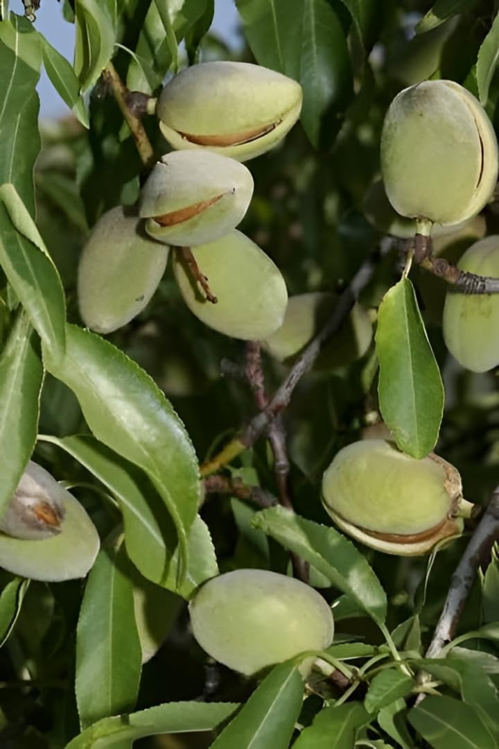 Live Sweet Almond(Kath Badam) Fruit Tree Plant – Hybrid Mamra Variety Almond Sapling Nursery Plant for Terrace Balcony Home Garden Outdoor Gardening-image-30