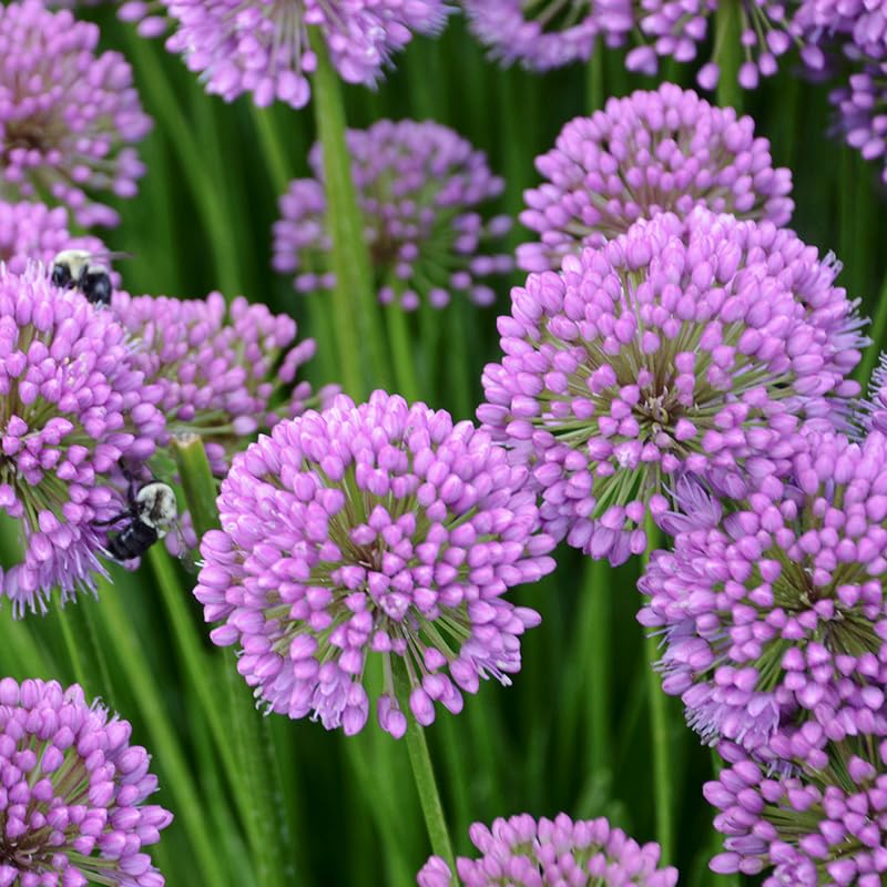 Millenium Allium Root