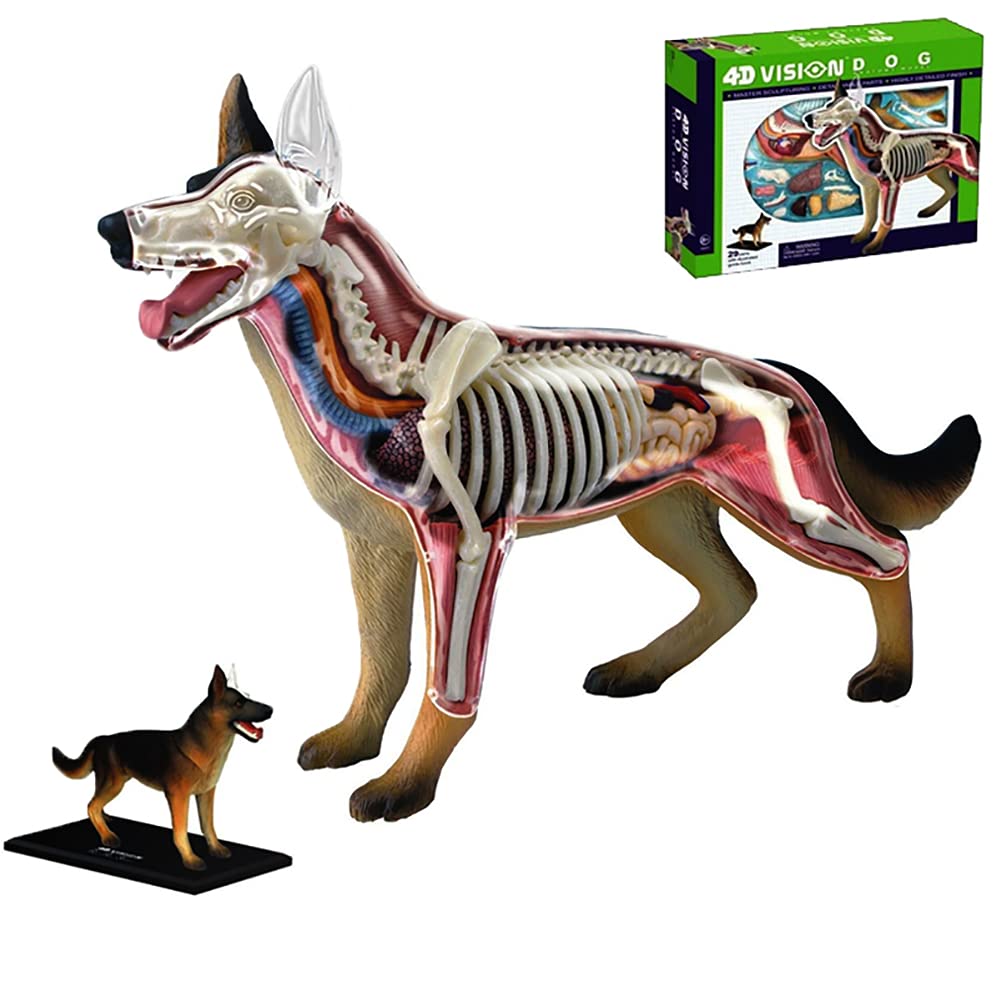 ゴッコ堂 　オオカミ犬 trunk show 新品 Amazon.co.jp: BONOCO 4Dビジョンメディカルドッグアナトミーモデル