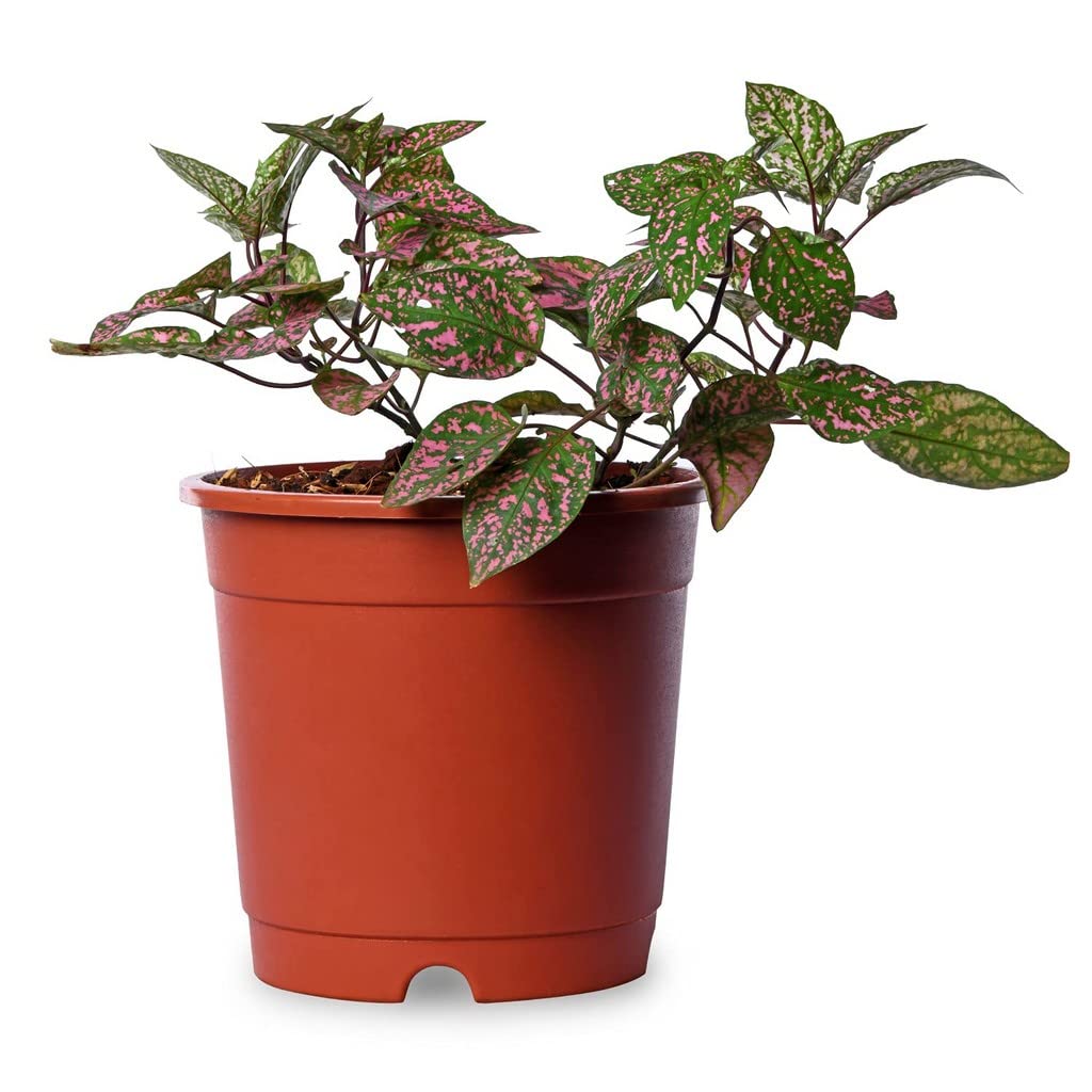 Creative Farmer Polka Dot Bicolour Plant Less Care Plants (Healthy Live