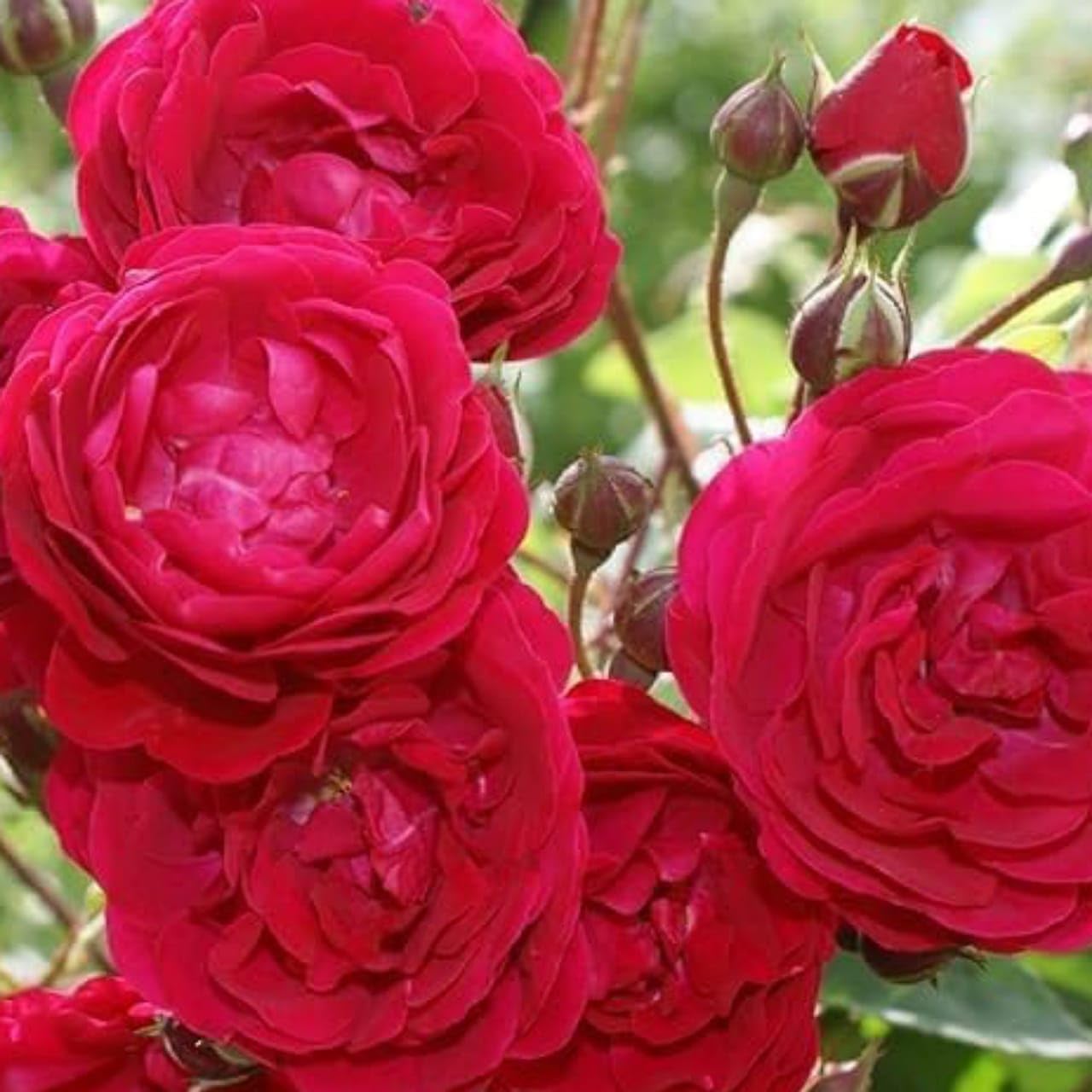 Gurveplantationi - Rare All season GRAFTED Climbing Hybrid Double Petal 1 Healthy Decorative Flowering Live plant for Home Garden tree Plant Height 1-1.5 fet Live Rose Plants with pot (Red Rose Plant) (B0DFQGTZK6) Amazon Price History, Amazon Price Tracker