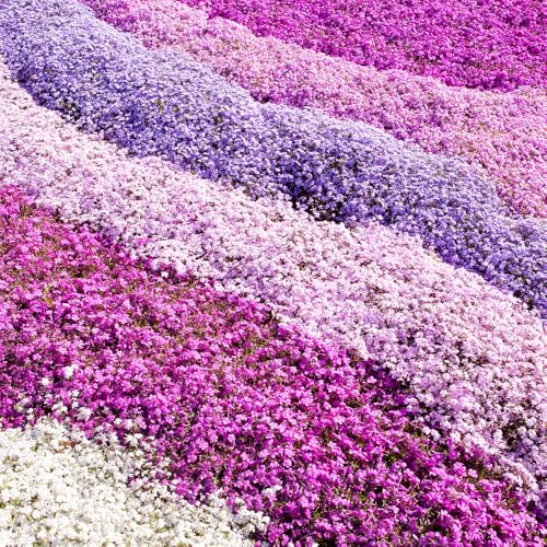 YouGarden - Carpet Phlox Collection, Pack of x 12 Mix Plug Plants Ready to Plant, Early Spring Flowering - Carpet Cover Phlox Plants Carpet Mat Growing Flowers