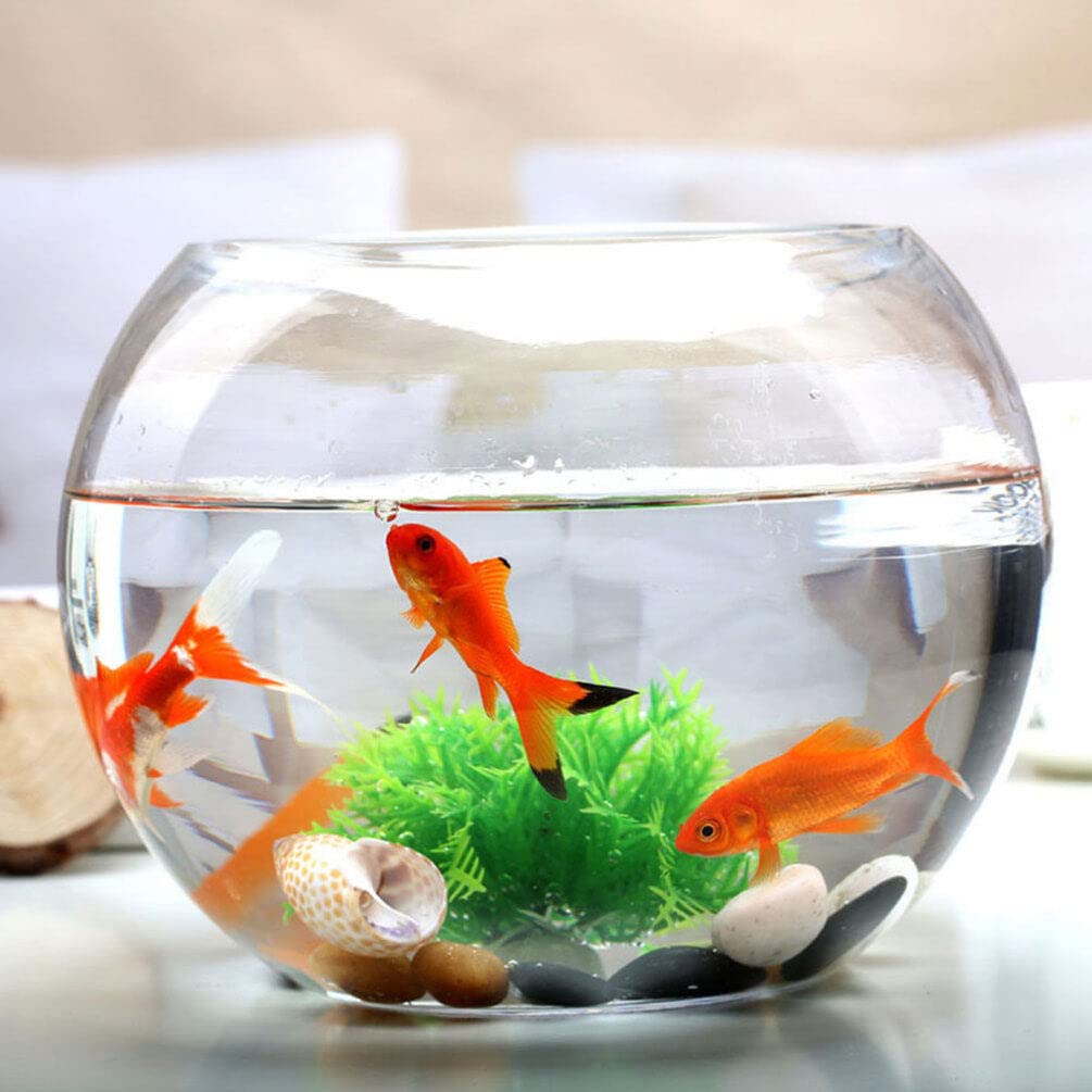 Terrariums de Réservoir de Poissons en Verre Récipient Transparent Décoration de Bureau Bol Rond Affichage Hydroponique Globe Bol Décoratif Poisson Rouge