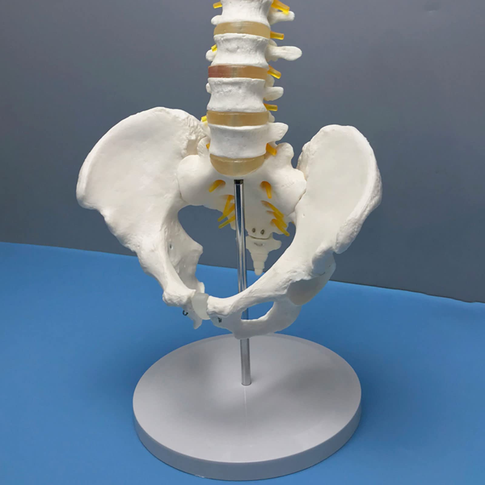 Modèle Squelettique De La Colonne Lombaire, Modèle De Vertèbres Lombaires À Cinq Sections De La Ceinture Pelvienne Matériau En PVC Anatomie Humaine Squelette Modèles Médicaux Matériel Éducatif