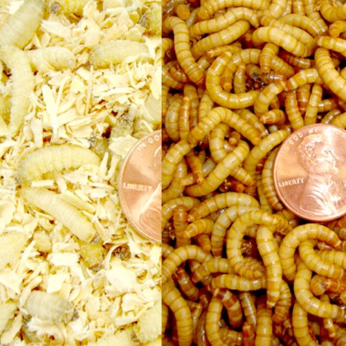 250ct Waxworms and 1000ct MealwormsFeeder Pet Food Meal