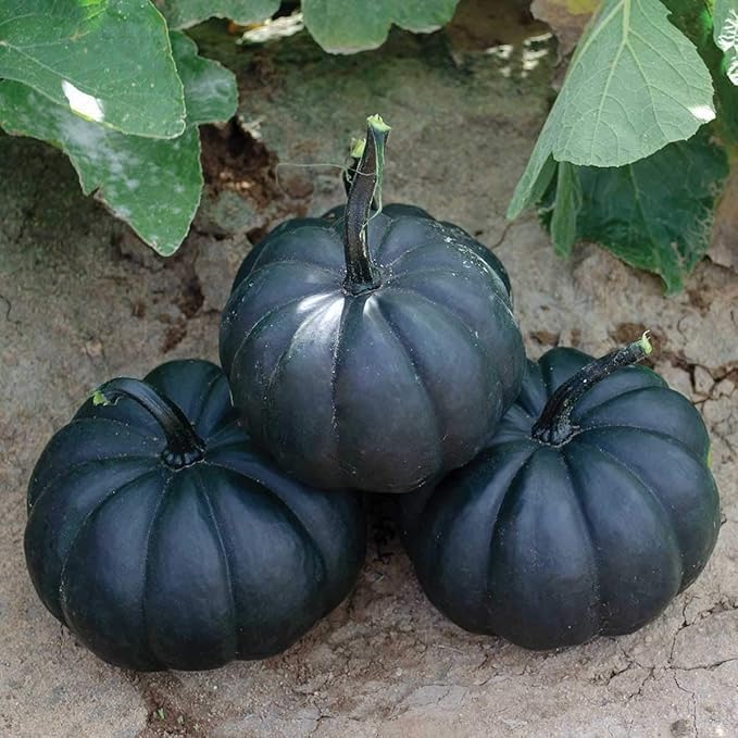Semillas exóticas de calabaza Black Kat para plantar (10 semillas)  Calabazas negras profundas de piel lisa  Variedad decorativa rara para jardines