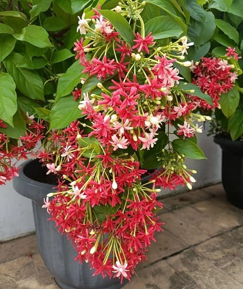 Rangoon Jasmine Live Plant Pack of 1 | Madhu Malati Creeper | Fragrant Ornamental Flowering Plant for Balcony Garden-image-4