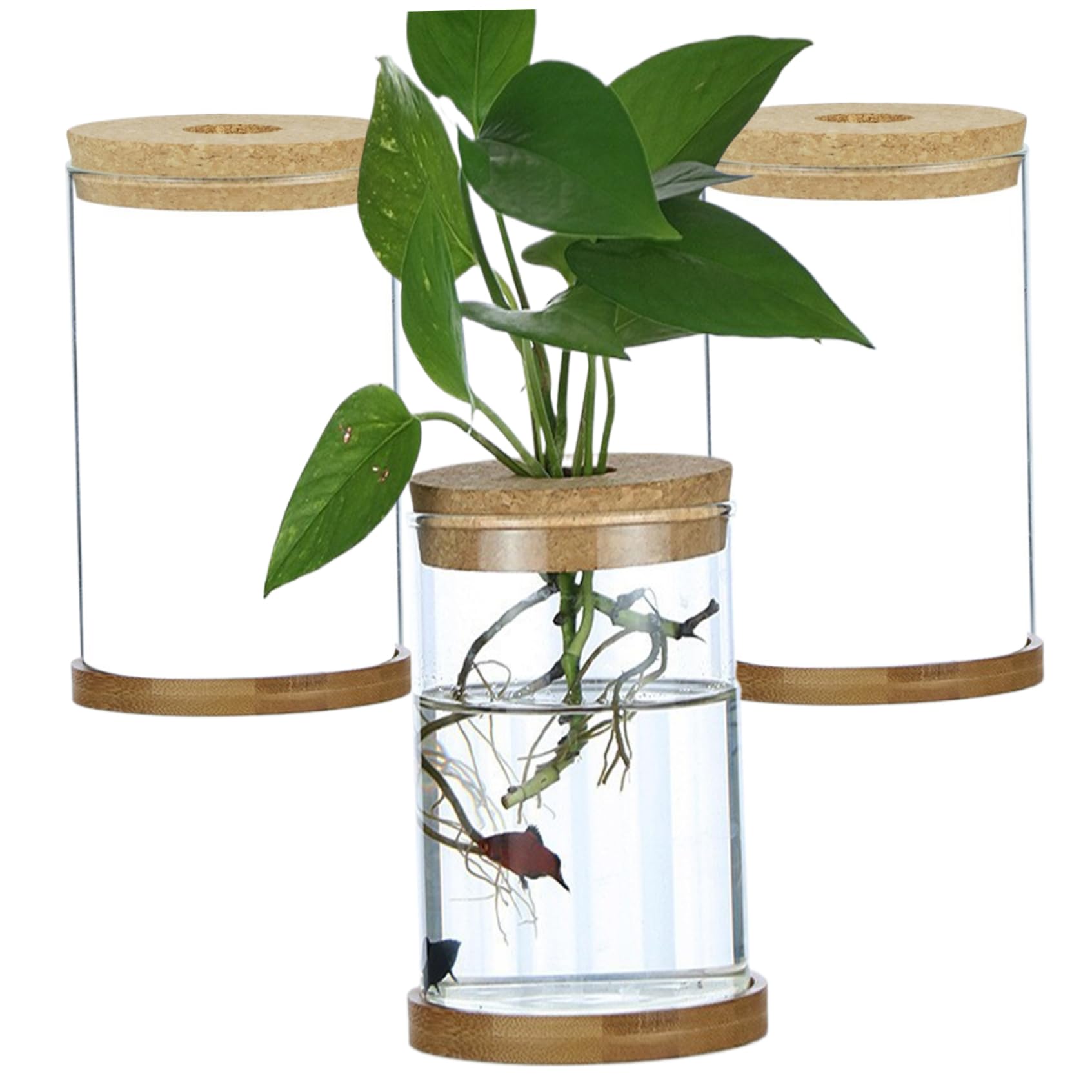 Station de propagation pour bureau et maison : mini terrarium hydroponique droit