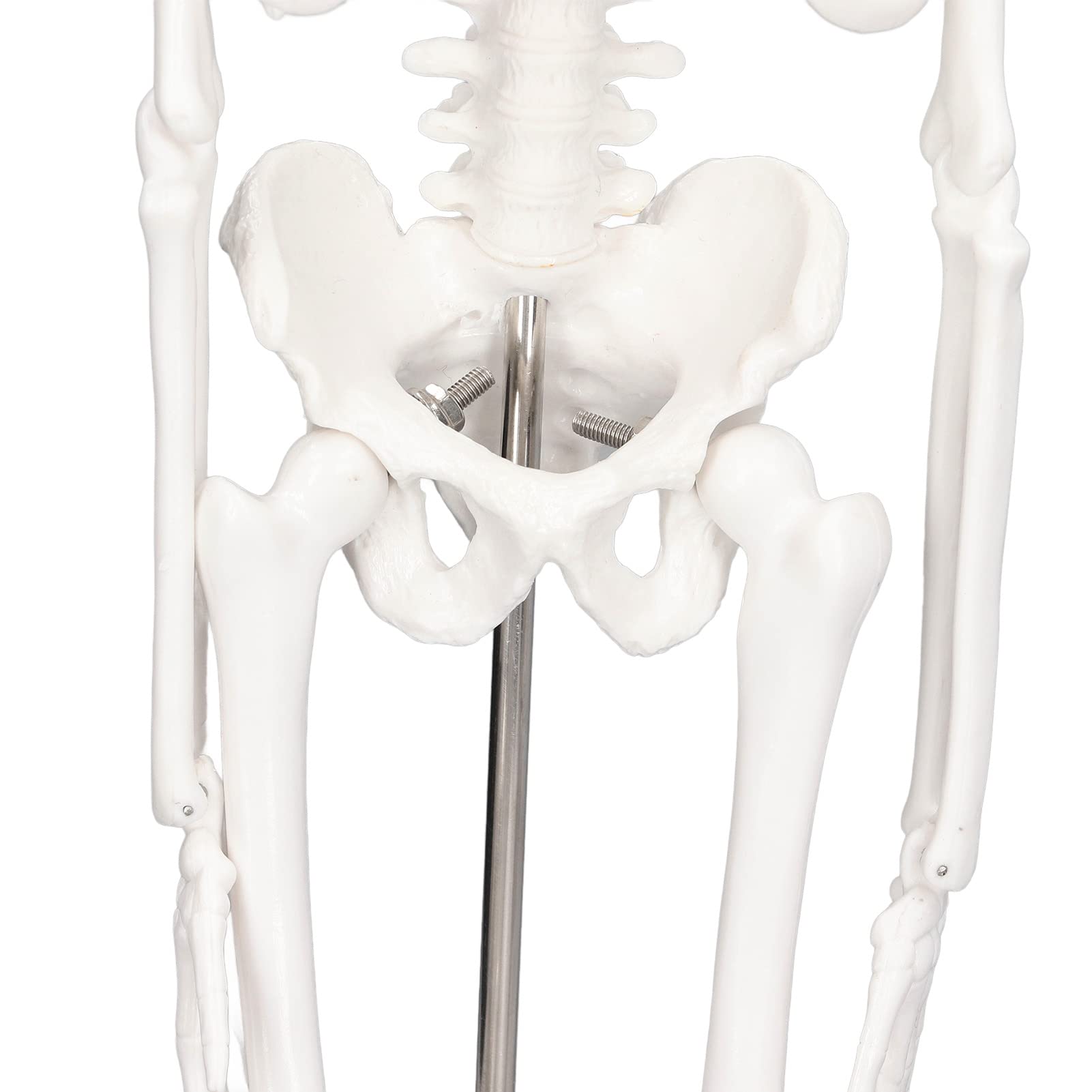 Mini Model Szkieletu Człowieka, Anatomiczny Model Szkieletu Medycznego, 45cm/ 17.7in Mini Model Człowieka z PVC z Pełną Strukturą Kości z Ruchomymi Ramionami, Nogami i Stojakiem do Nauczania