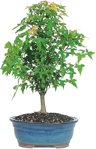 Brussel's Bonsai - Árbol bonsái para interiores, M