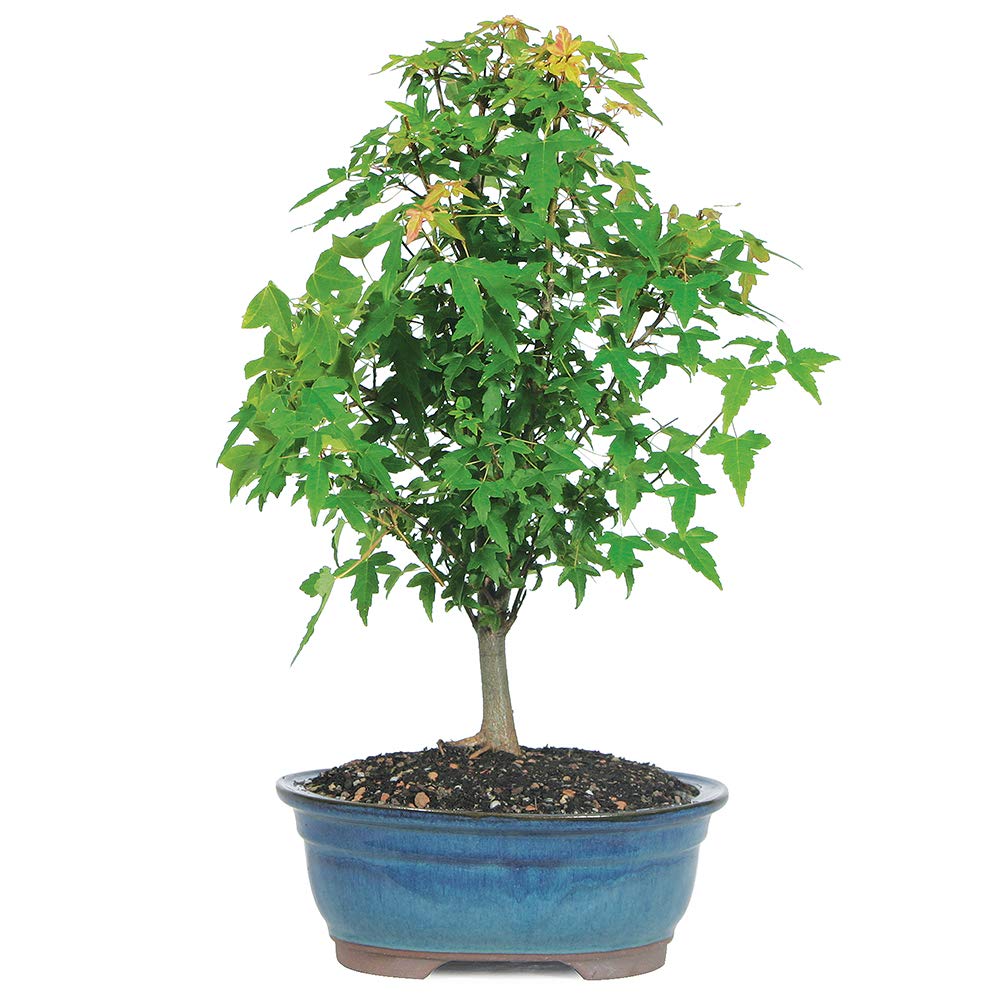 Brussel's Bonsai Live Trident Maple