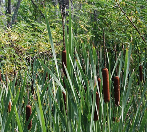 PondPlantsUK - 2 x Marginal Plants - Including a Pot and Compost - Live Water Plant Aquatic Pond Lake Marginal (Typha latifolia (Common Bulrush or Greater reedmace))