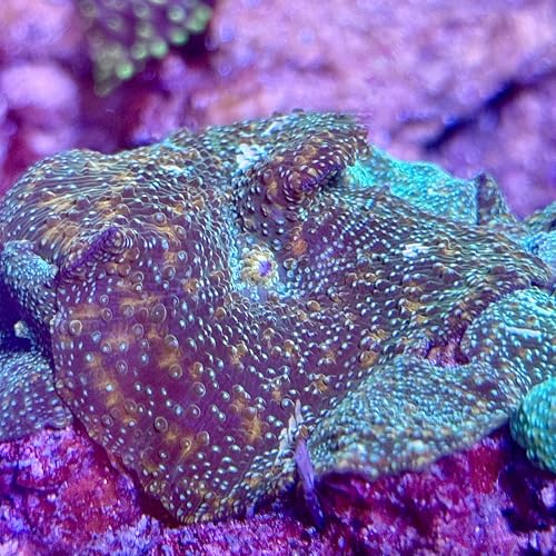 Live Saltwater Coral, Live Aquaculture Coral Decor for Aquarium, Live Aquacultured Reef Specimen-Goldflake Green Discosoma Mushroom (Single Mushroom) (Medium)