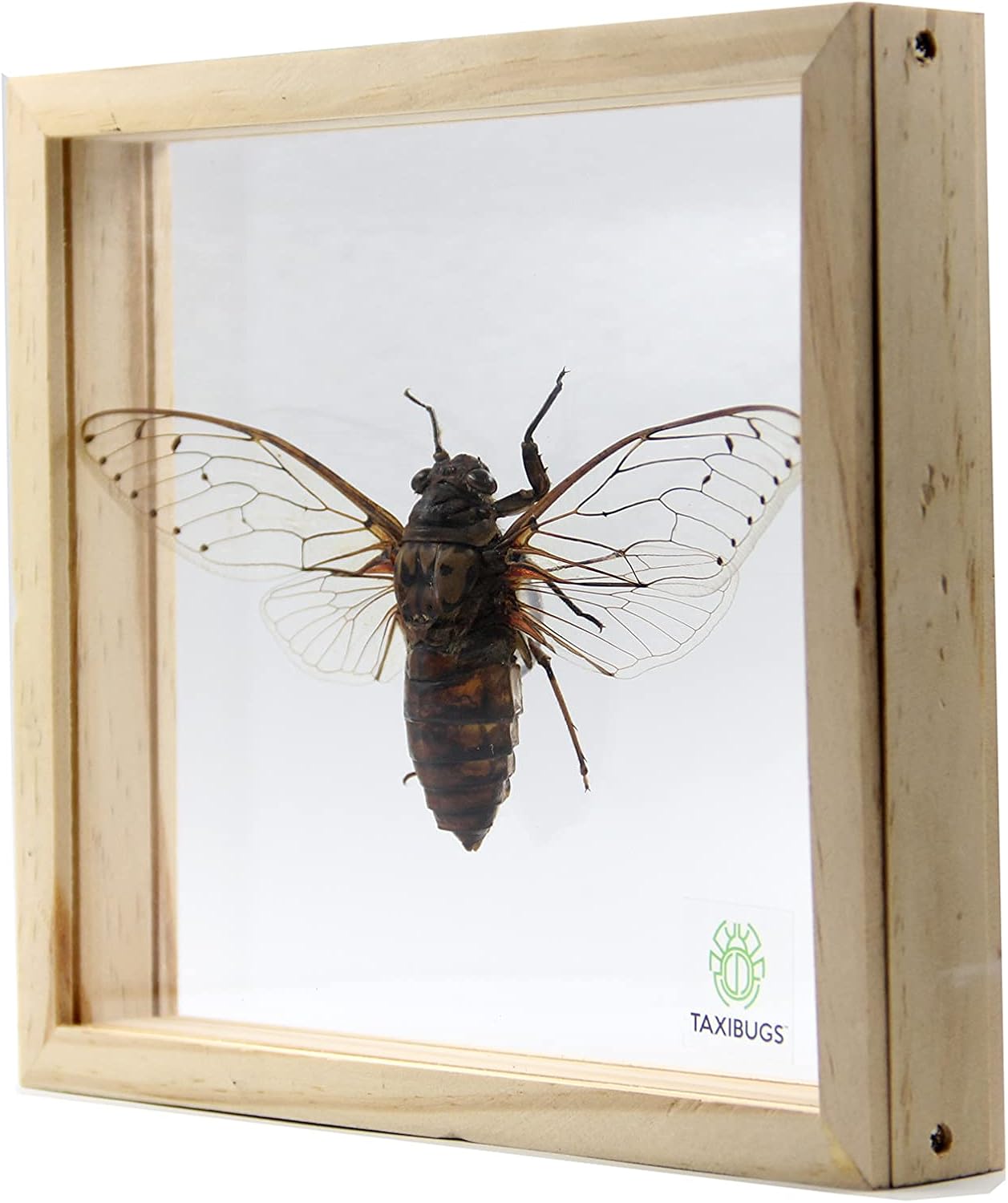 Real Exotic Cicada Transparent Wings - Taxidermy Collection Framed in a 3D Clear Transparent Wooden Box as Pictured (Wooden Frame)