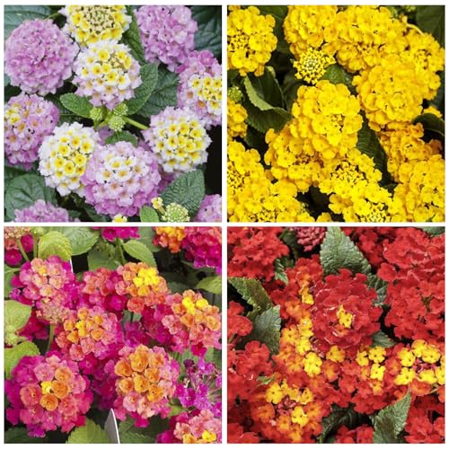 1300+ Mix-Colored Lantana Flower Seeds for Planting-Perennial for Flower Beds and Containers-Brighten Your Garden
