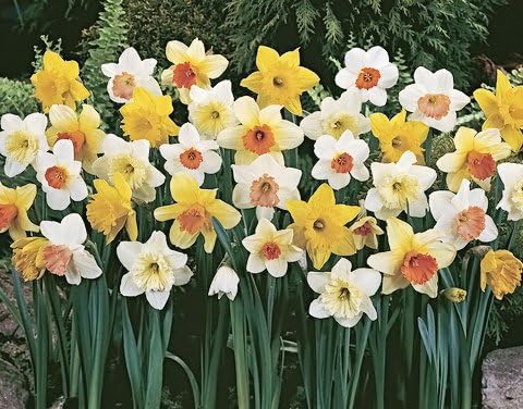 20 Daffodil Mixture - Narcissus Large Cupped Giant Mixture