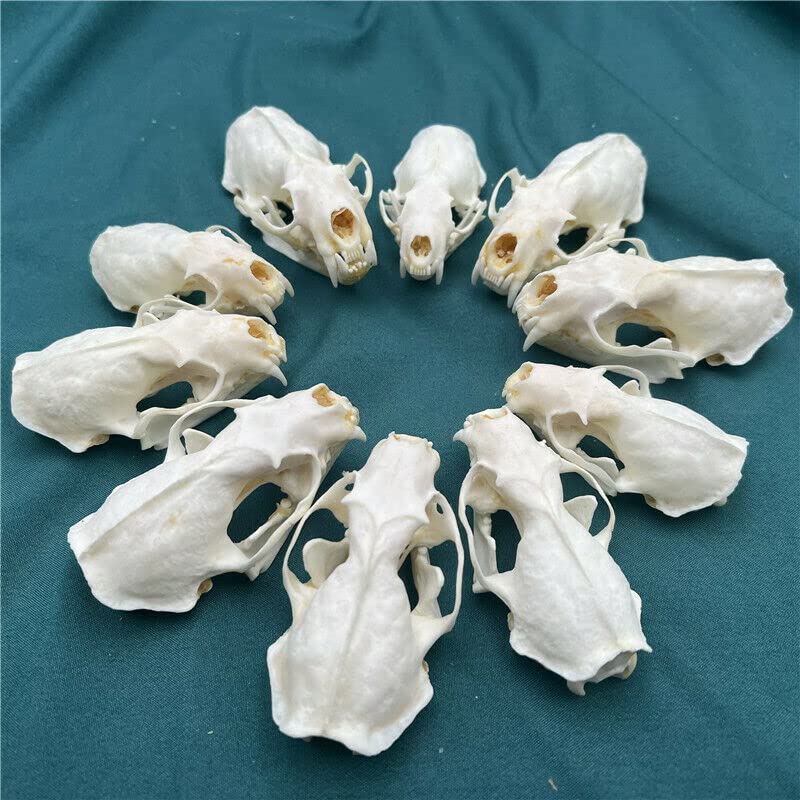 CLLOEAT Taxidermy Real Mink Skull Animals Skulls, Real Bones Specimen, Taxidermy Supplies for Science Education, Special Gift, DIY Home&Office Decor (