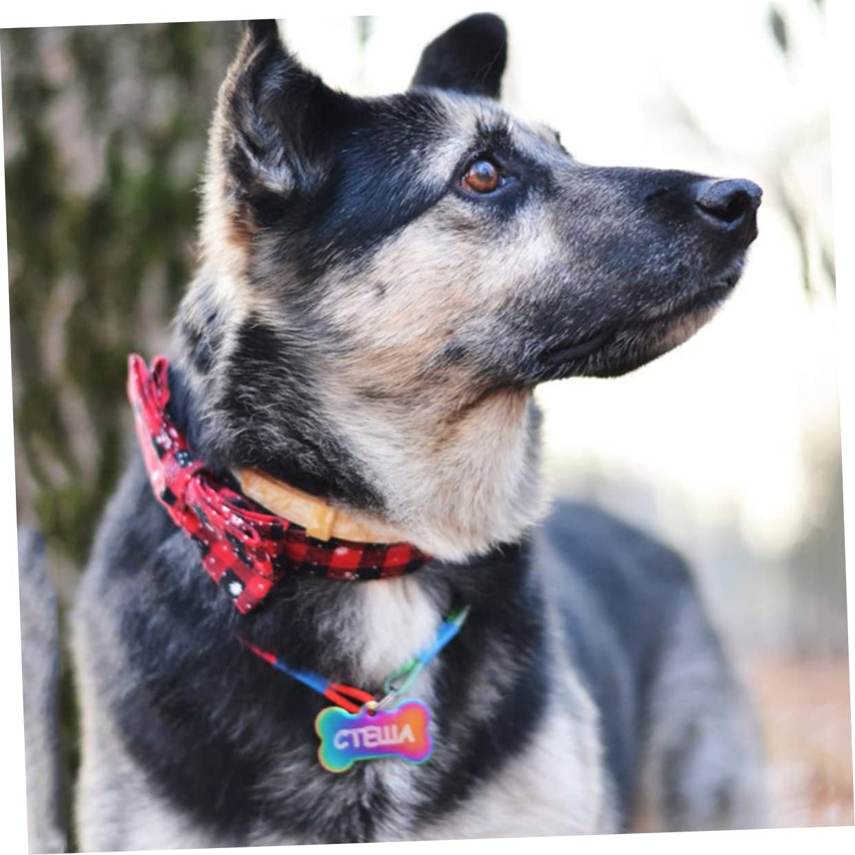 SUPVOX 6pezzi Collare Per Animali Domestici Con Fiocco Natalizio Per Cani e Gatti Decorazione Di Natale Colorata Per Esterni e Interni