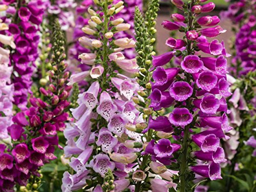 Foxglove Digitalis Giant Mix Seeds Flowers Beautiful for Planting Non GMO 600 Seeds