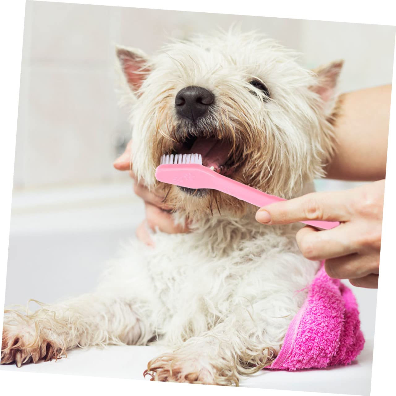 Toddmomy 12pc Dual-Head Dog Toothbrushes Pet Toothbrushes for Dogs and Puppies Finger Brush Teeth Supplies